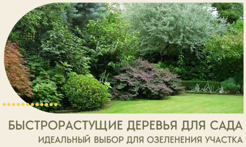 Быстрорастущие деревья для сада идеальный выбор в Сергиеве Посаде
