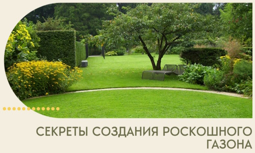 Секреты создания роскошного газона в Сергиеве Посаде